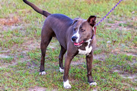 Florida Horse Park POP 4-24-2022-9042