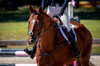 Majestic Oaks Schooling Show October 21st 2023 - 2325