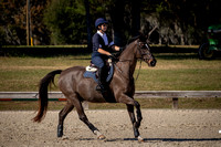 Majestic Oaks Schooling Show December 9th 2023 - 8897